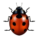 Сонечко жук: стоковые векторные изображения, иллюстрации | Depositphotos